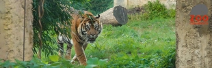 Tiger streift durch Gehege im Zoo